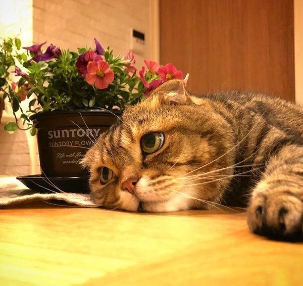 くつろぐスコティッシュフォールド