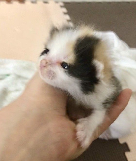 手のひらに乗る子猫