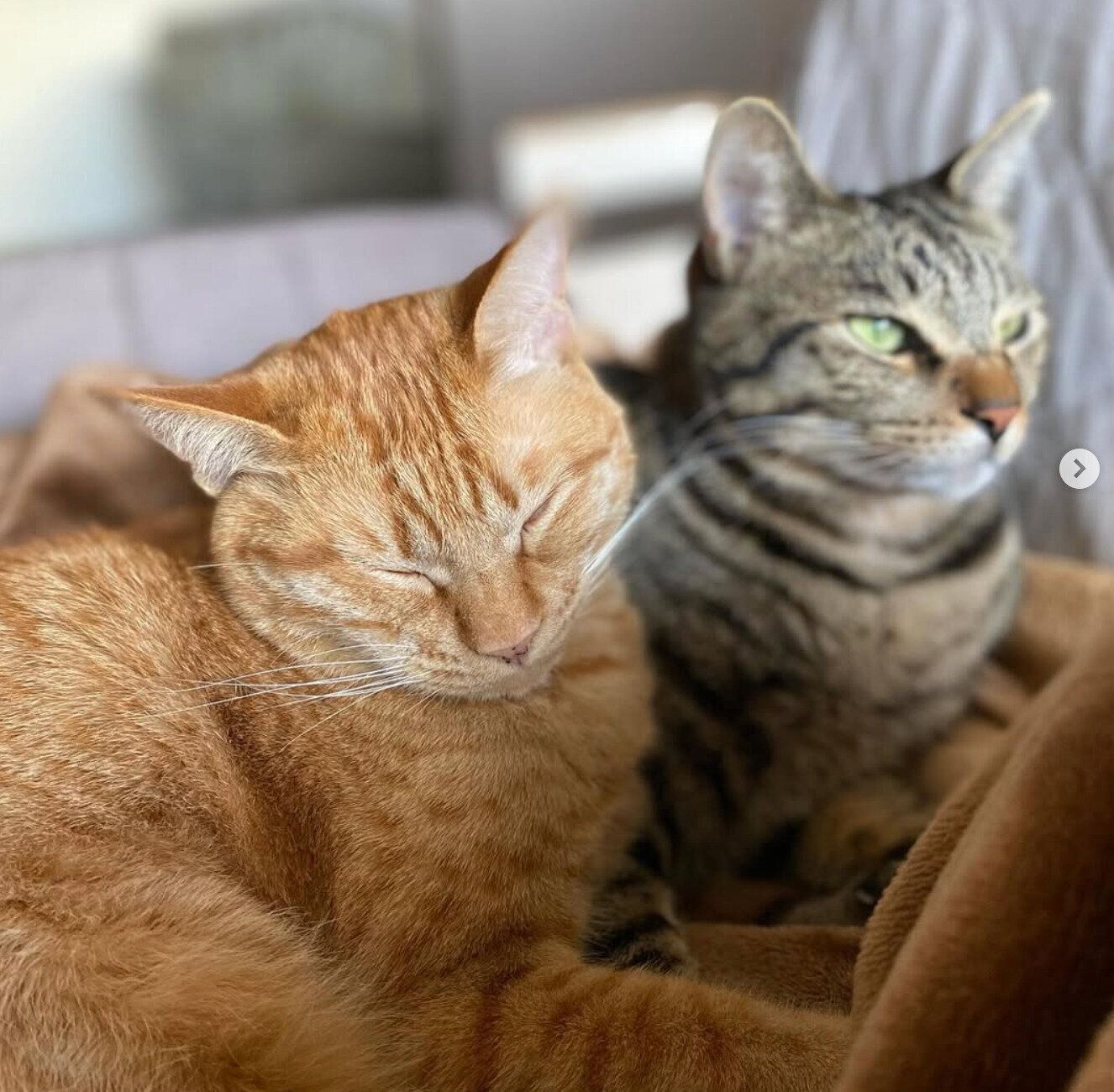 仲良くまったりするつくしくん、もずくくん