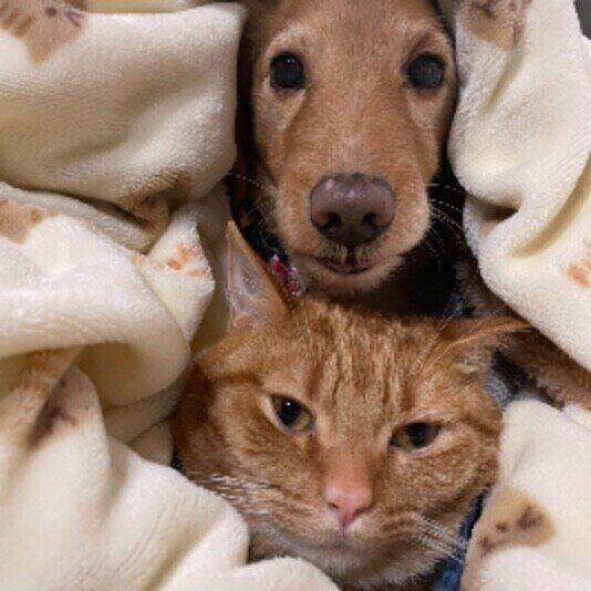 ココくん（マンチカン）