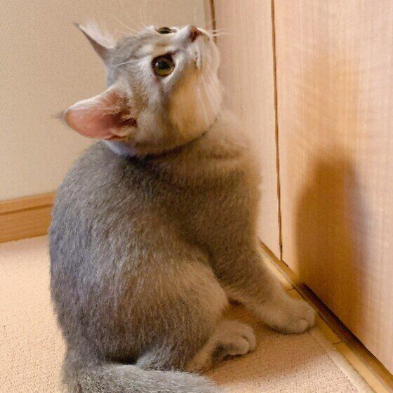 ドアが開くのを待つブリティッシュショートヘア