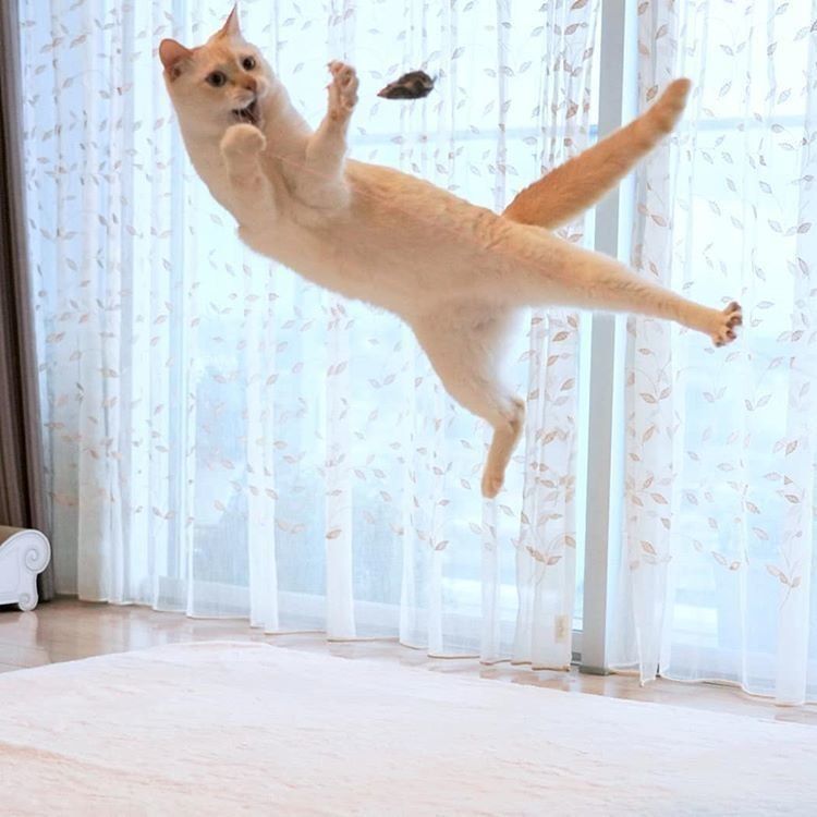 チャコたん空中戦