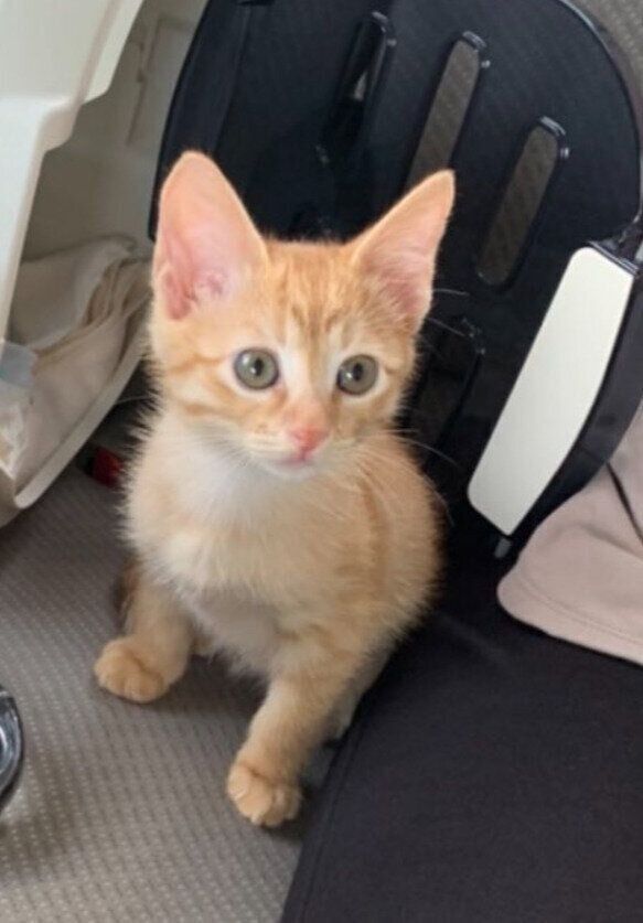 生後2カ月の子猫