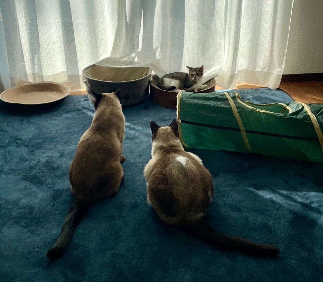 仲良く追いかけっこをしていたときの様子