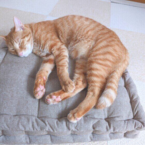 お客様用のクッションで眠る虎斗くん