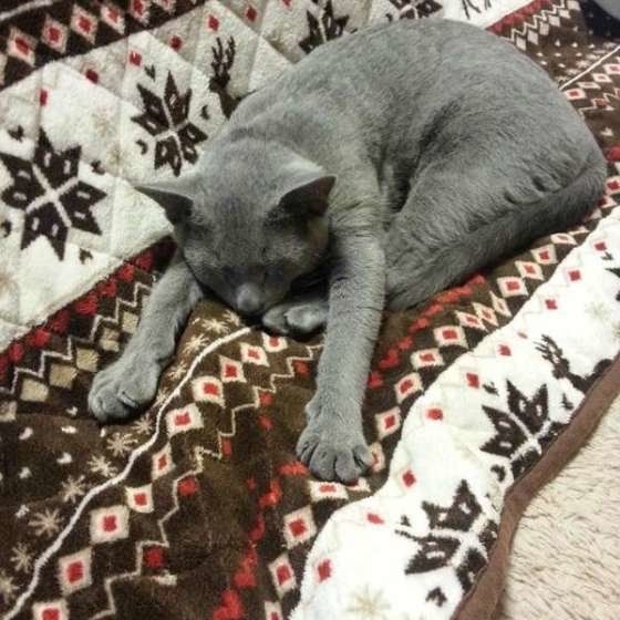 土下座寝するロシアンブルー