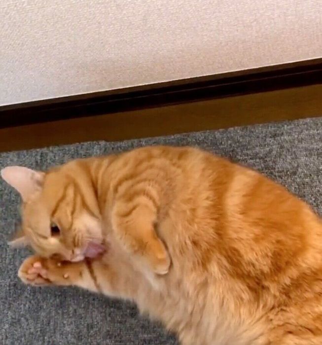 グルーミングをするころもちゃん