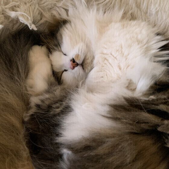 マンチカン・ロングヘアの福太郎くん