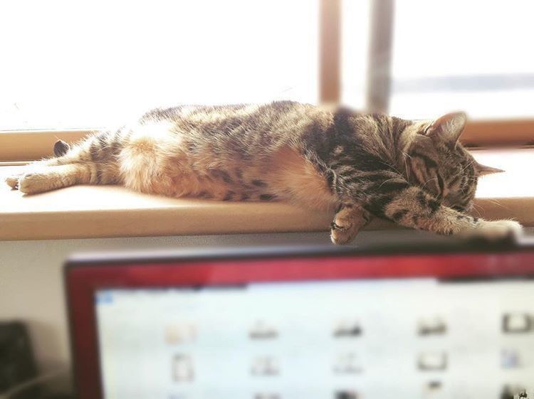 お昼寝をするアメリカンショートヘア