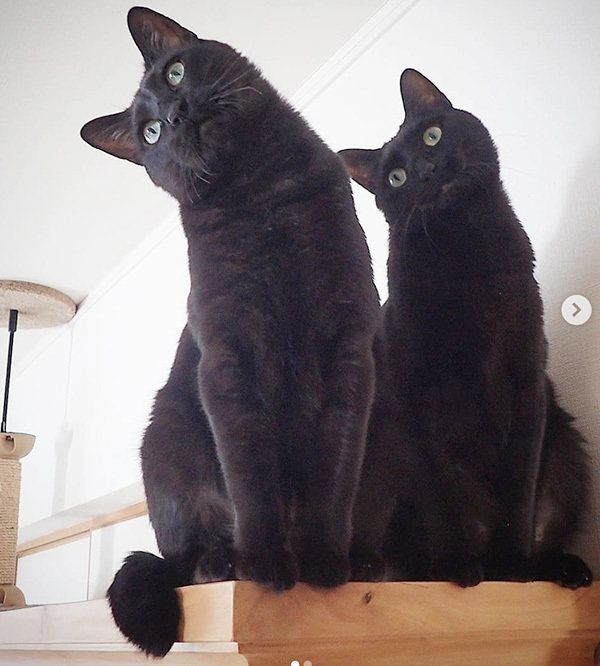 シンクロ黒猫兄弟