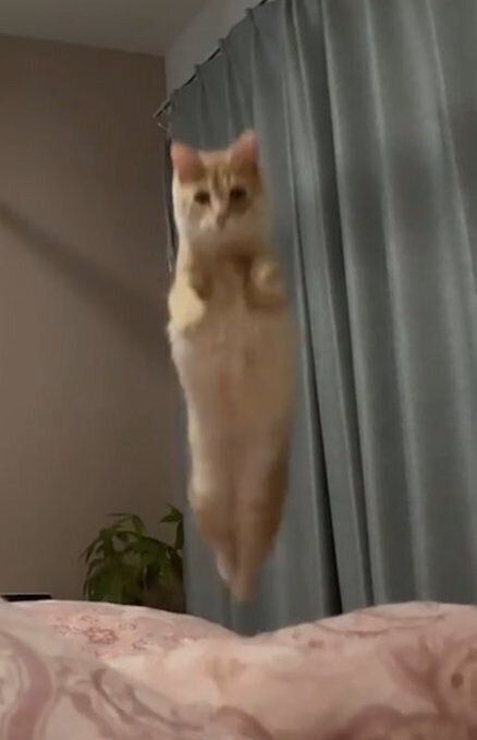 ジャンプをするつなくん