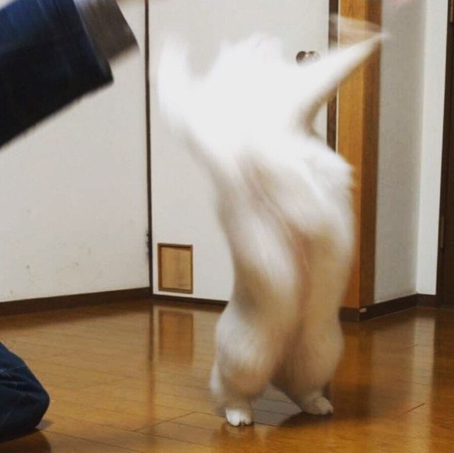 ジャンプする猫（オス）