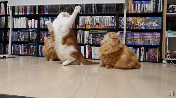 ねこじゃらしで遊ぶマンチカン