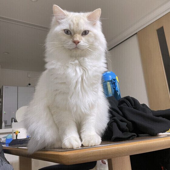 サイベリアンのアルくん