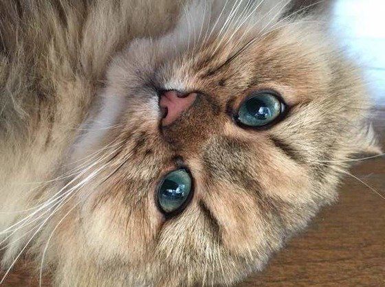 猫は 月の動物 なの 新月 満月で行動の違いも見られるって ホント ねこのきもちweb Magazine