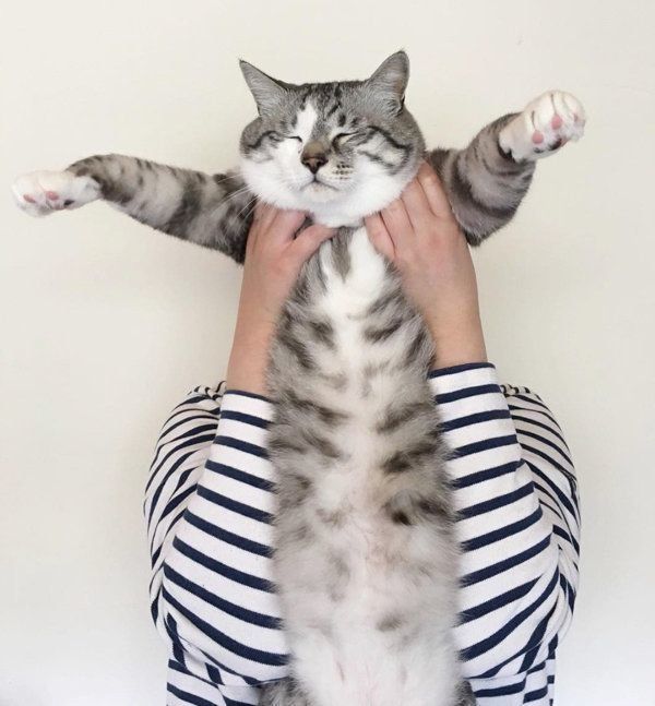 猫の春太郎くん