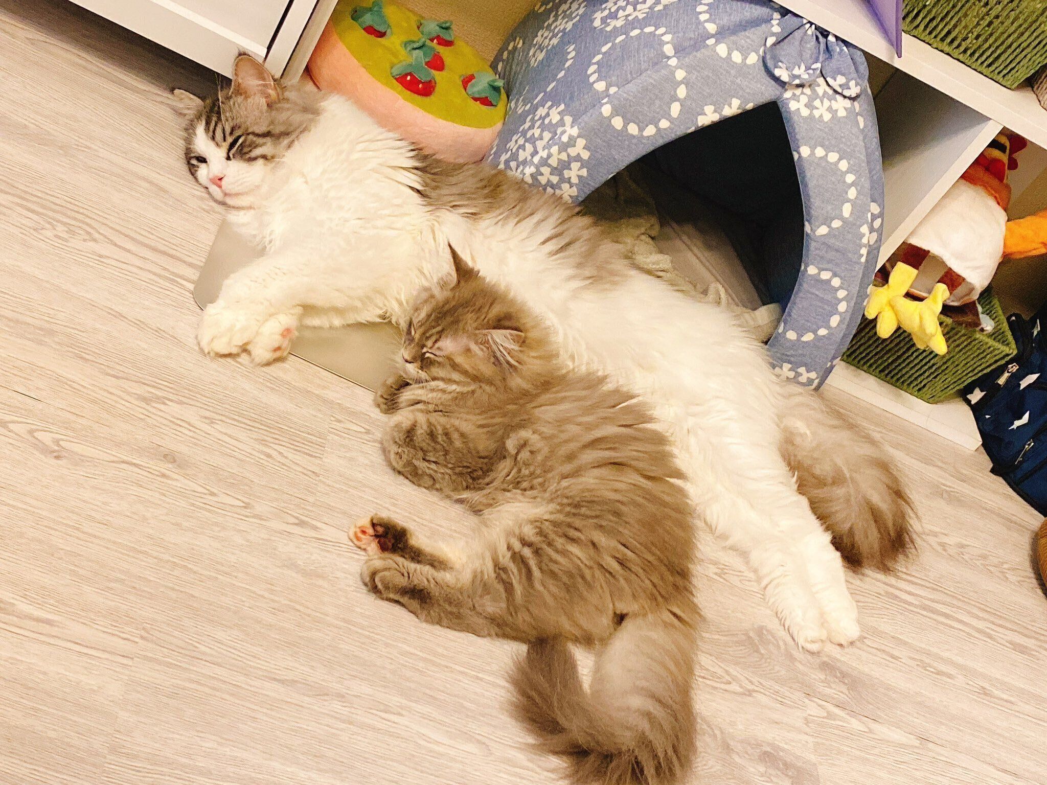 並んで寝ている2匹の猫