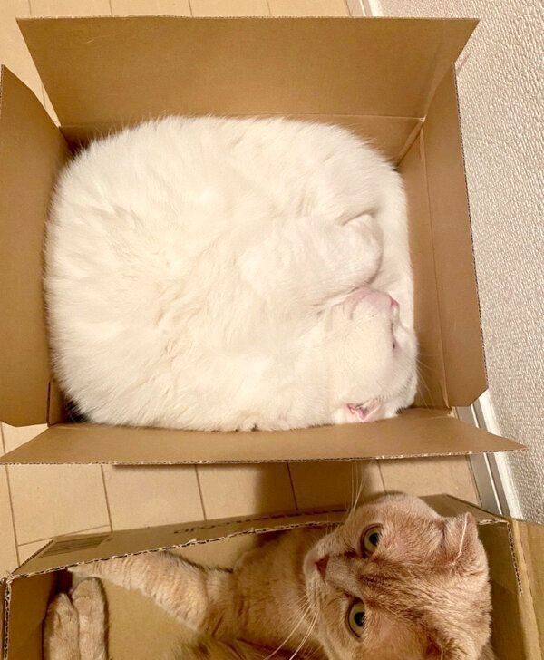 ダンボール箱の中に入るむくちゃんともろみちゃん