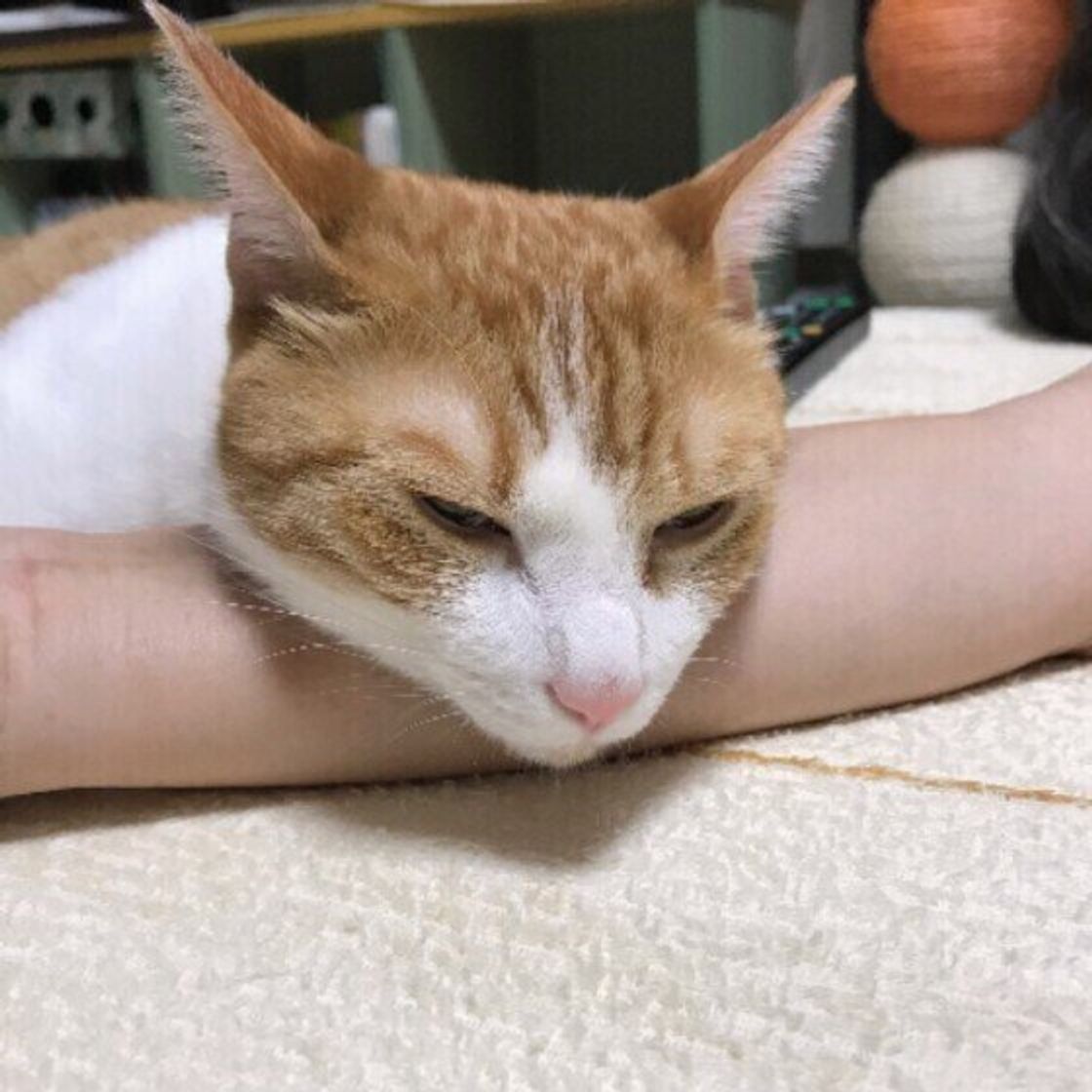 猫が あご を乗せるモノで意味が違った 猫好きを魅了する あごのせ ポーズ ねこのきもちweb Magazine 猫が あご を乗せるモノで意味が違った 猫好きを魅了する あごのせ ポーズ ねこのきもちweb Magazine