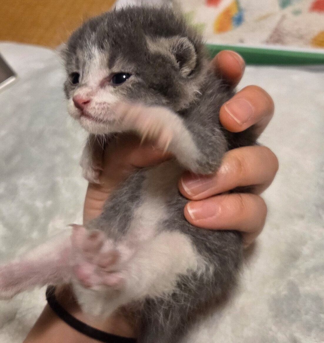 お迎え当時のるぅちゃん