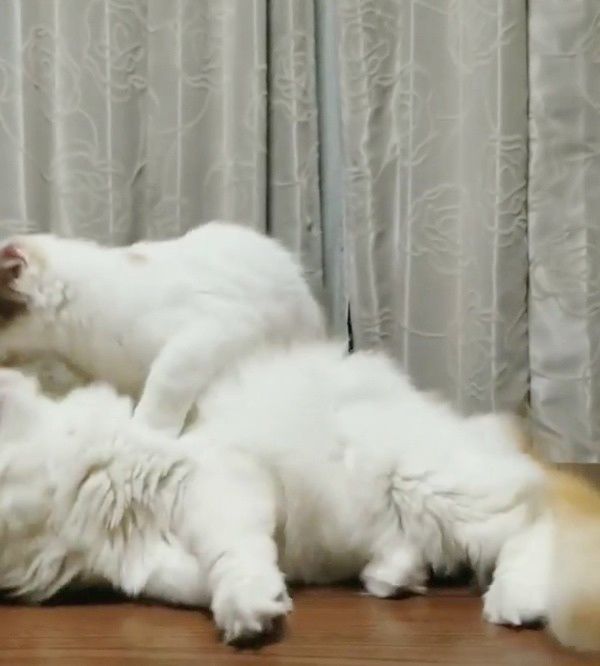 妹猫に倒される兄猫