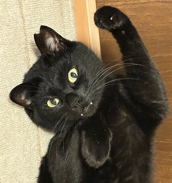 見つめるちょびくん