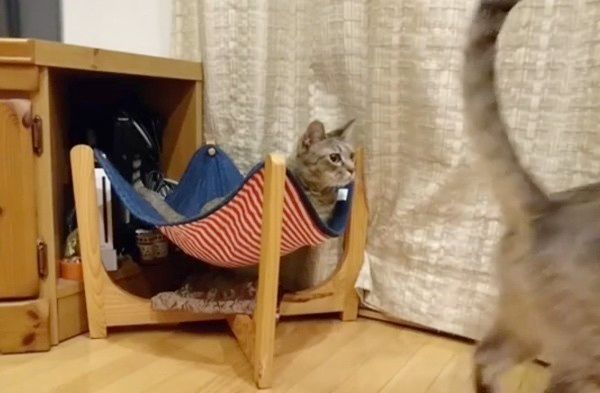 姉弟喧嘩する猫