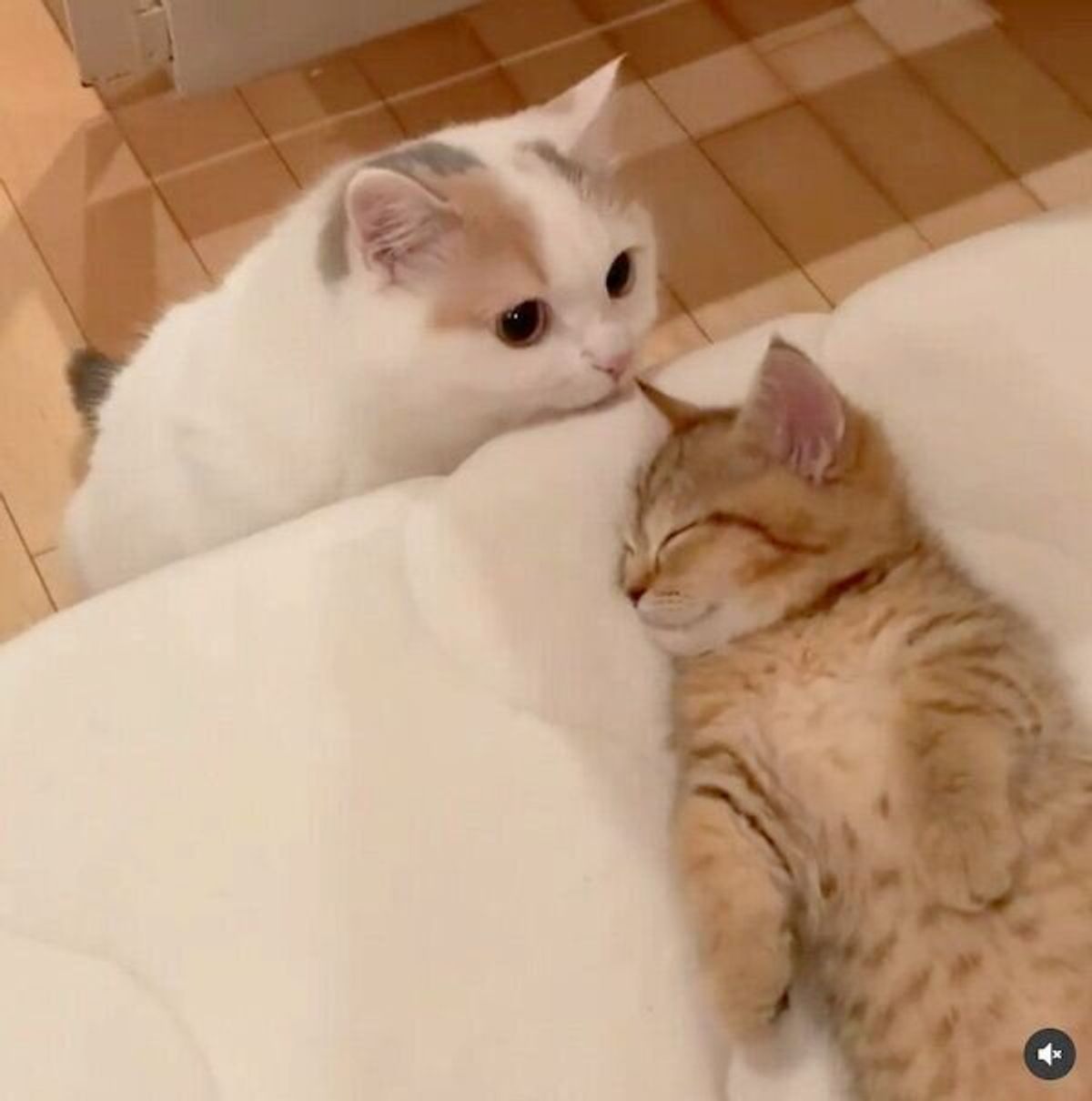 新入り猫の寝込みを襲おうとするも バレてしまい 理不尽すぎる行動 をとる先住猫に笑っちゃう ねこのきもちweb Magazine 新入り猫の寝込みを襲おうとするも バレてしまい 理不尽すぎる行動 をとる先住猫に笑っちゃう ねこのきもちweb Magazine