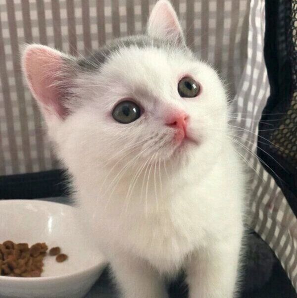 見つめるカツヲくん