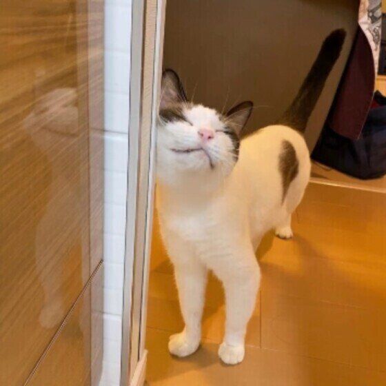 スリスリする藍太郎くん（MIX）