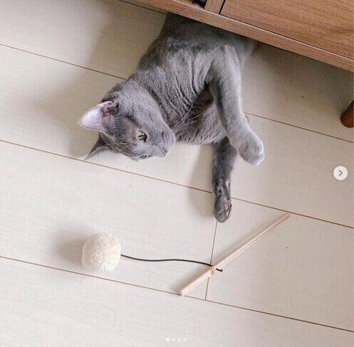 手作りおもちゃを見つめるぽんずちゃん