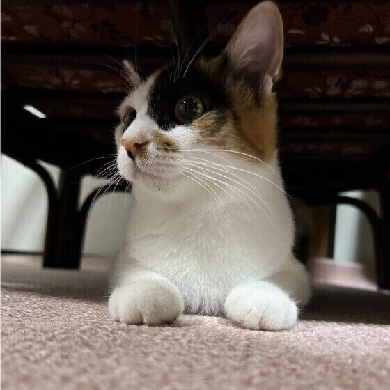 ミケのミッケちゃん