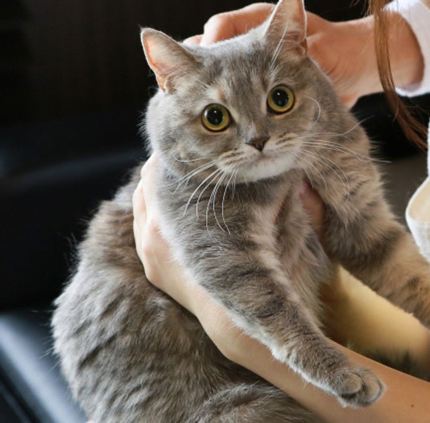 猫の体をぽかぽかにあたためるハンドケア ポイントは 密着 ねこのきもちweb Magazine 猫の体をぽかぽかにあたためるハンドケア ポイントは 密着 ねこのきもちweb Magazine