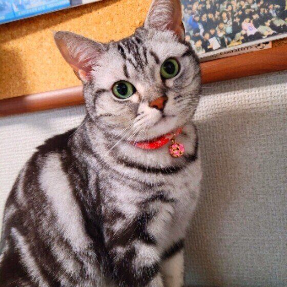 アメリカンショートヘアのみーちゃん