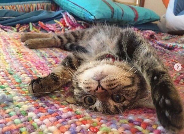 子猫時代のきっとちゃん