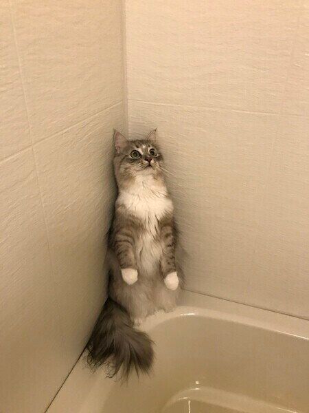 お風呂の隅で二本立ちするミラちゃん