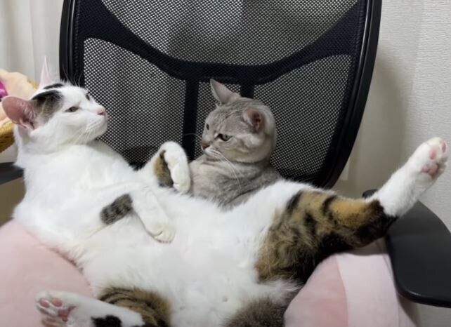 猫のチロくんとマロちゃん