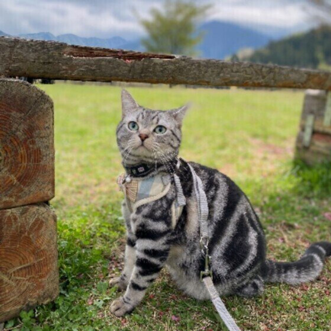 猫に散歩は必要 散歩させる場合の必需品や注意点とは ねこのきもちweb Magazine 猫に散歩は必要 散歩させる場合の必需品や注意点とは ねこのきもちweb Magazine