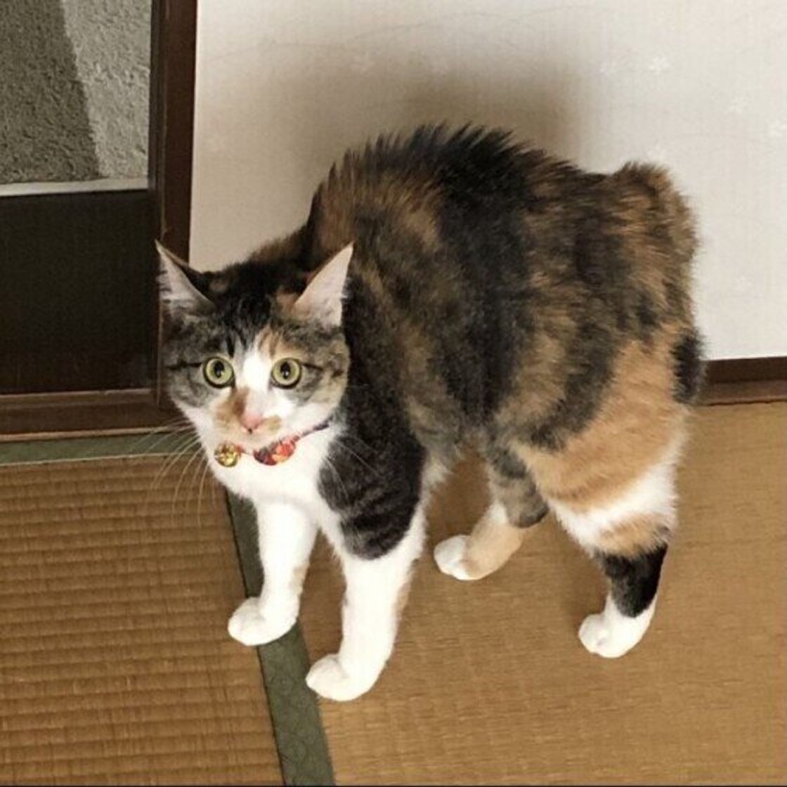 威嚇 警戒鳴き 猫が 低い声 で鳴くときに 飼い主が気を付けたいこと ねこのきもちweb Magazine