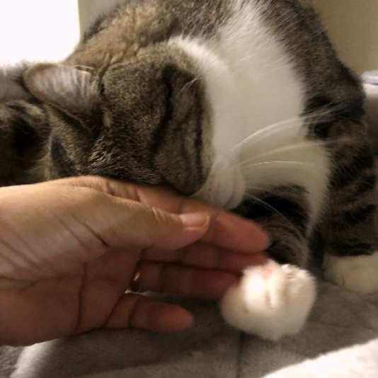 スリスリする猫