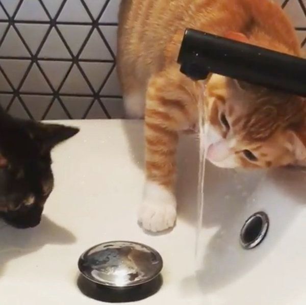 水遊びをする猫