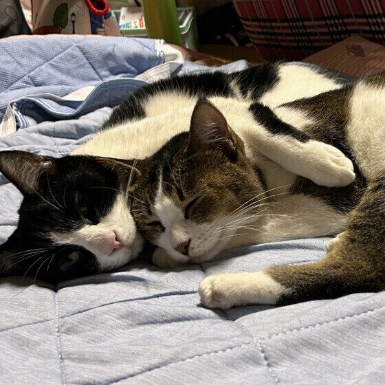 眠る2匹の日本猫