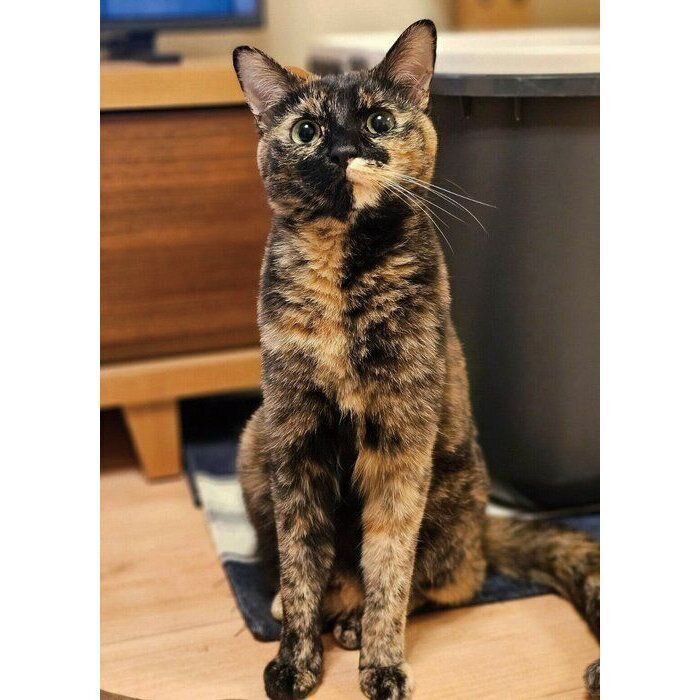 サビ猫さん専用 キャンバス油絵 専用 サビ猫ジジちゃんのわくわく散歩♪♪