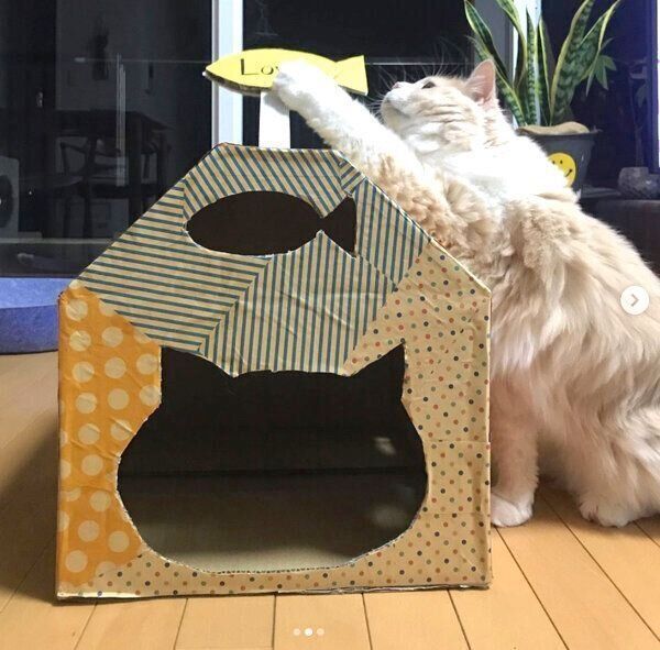 ダンボールハウスを触る茶々丸ちゃん