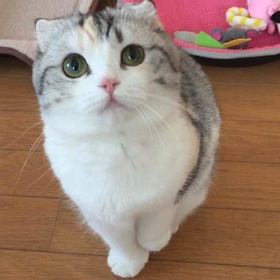 スコティッシュフォールドのCOCOちゃん