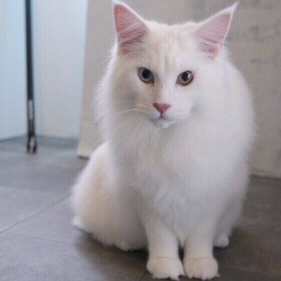 メインクーンのククルちゃん