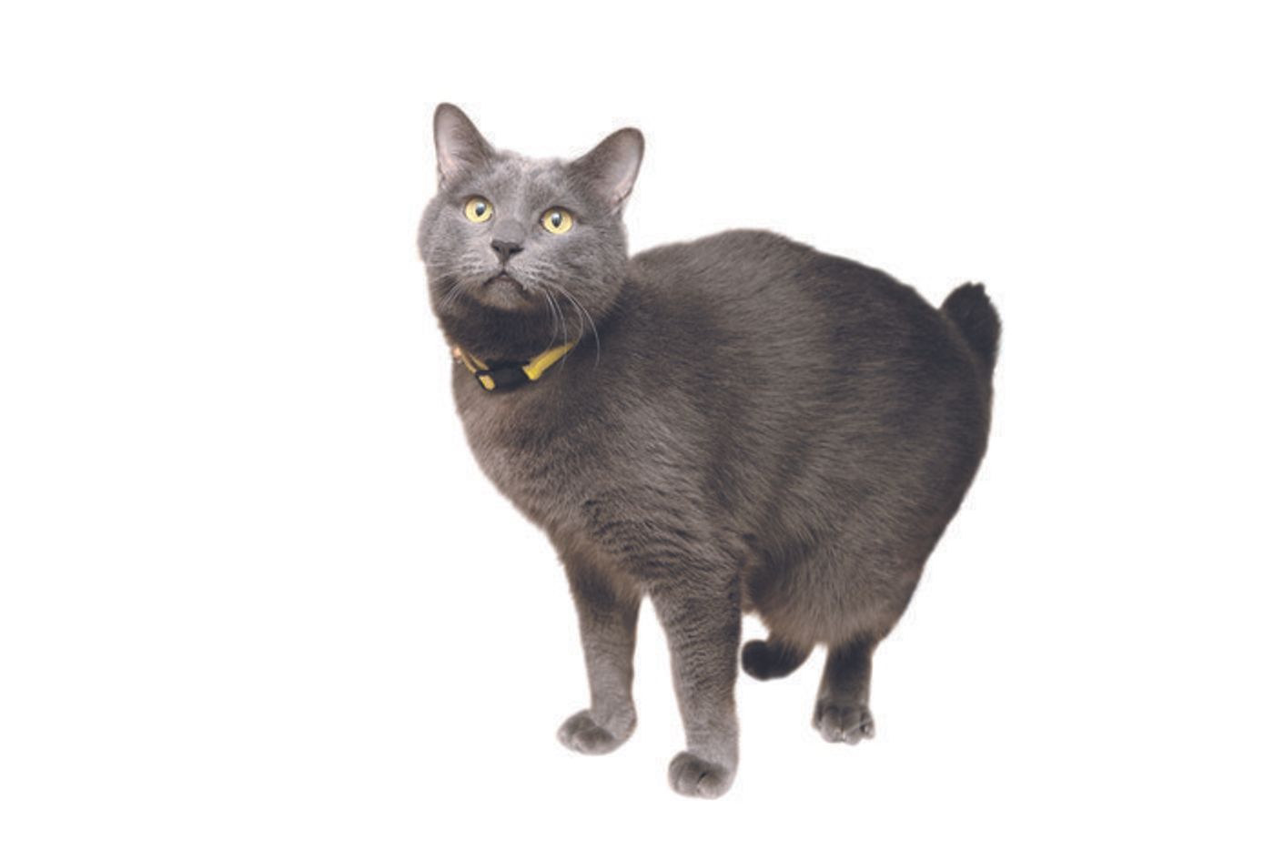 獣医師監修 猫の性別 猫種 毛柄による違い 特徴や性格 お世話方法 ねこのきもちweb Magazine 獣医師監修 猫の性別 猫種 毛柄による違い 特徴や性格 お世話方法 ねこのきもちweb Magazine