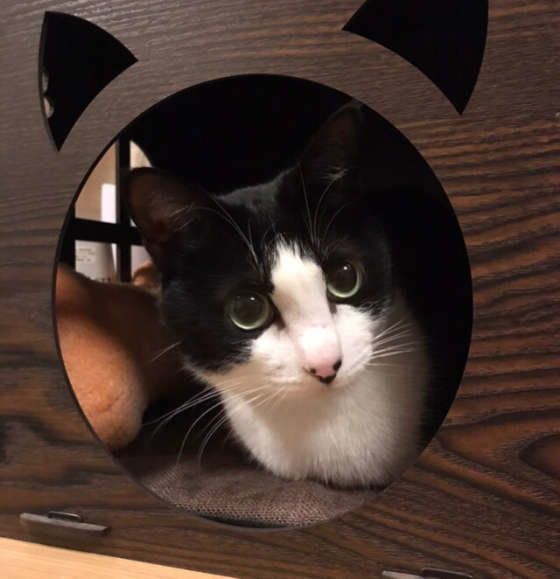 ななふくちゃん、お部屋からこんにちは♡