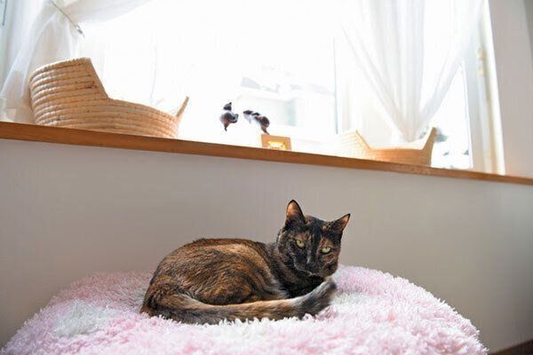 ひなたぼっこする猫