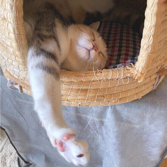 ちぐらの中で眠るスコティッシュフォールド